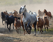Original horse picture for blanket