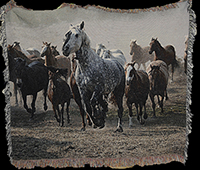 Beautiful horse blanket